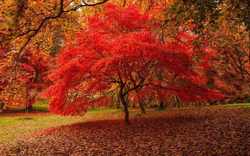 beautiful,autumn tree, tree, autumn, yard, back, HD wallpaper