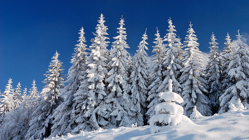 Snow Covered Spruce Trees In Snow Field Under Blue Sky Winter, HD wallpaper
