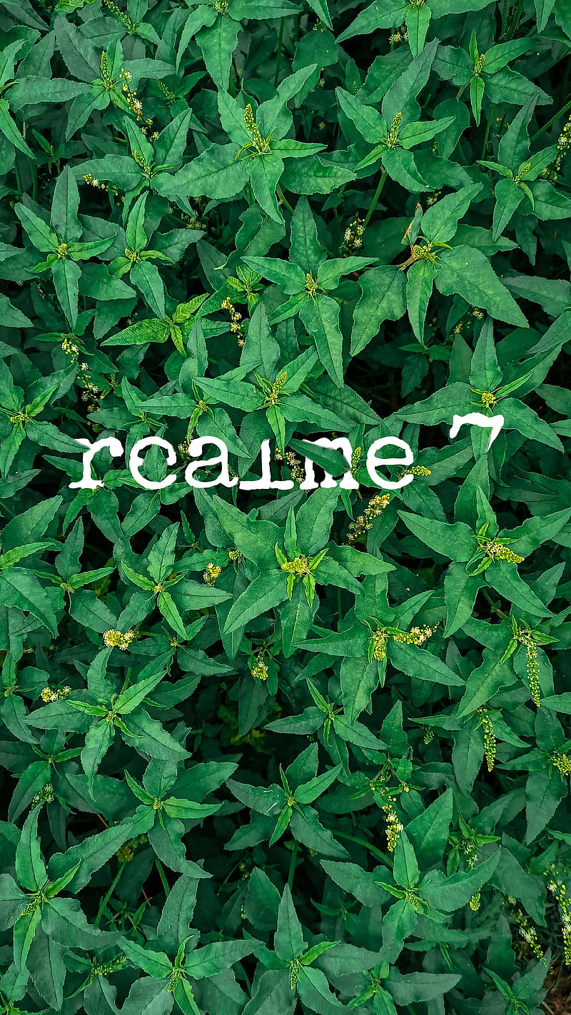 Realme 7, herbaceous plant, green , green, plant, HD phone wallpaper