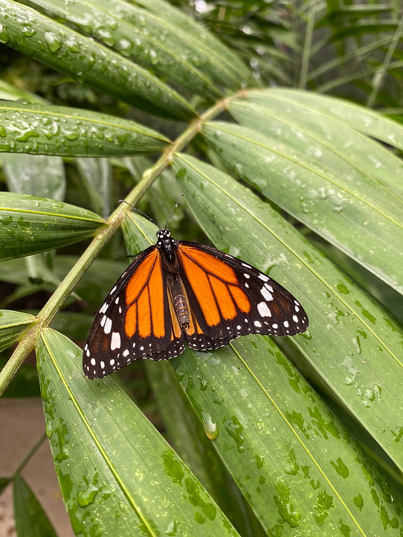 monarch butterfly, butterfly, wings, pattern, leaves, HD phone wallpaper