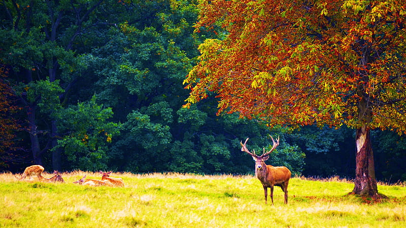 Deer in Autumn, forest, fall, colors, trees, meadow, HD wallpaper