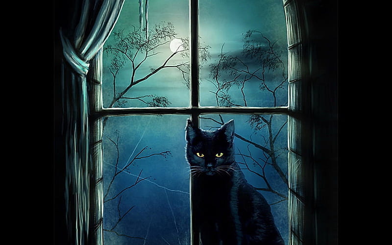 Night cat, feline, window, cat, kitten, animal, HD wallpaper | Peakpx