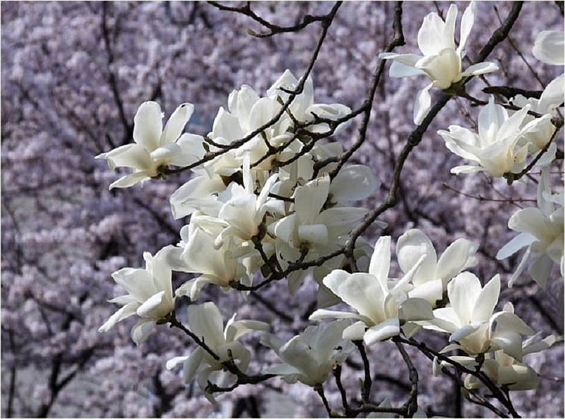 White Magnolias, pretty, magnolia, tree, petals, white, branches, HD wallpaper