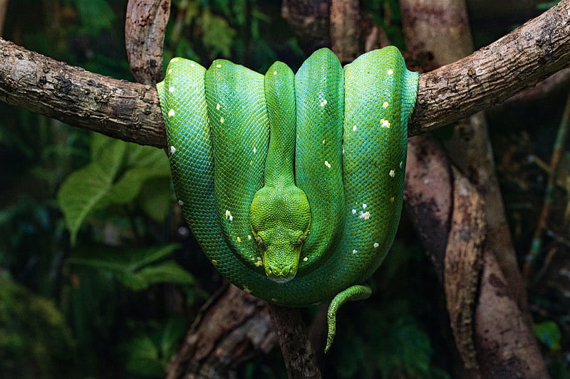 snake, reptile, green, tree, HD wallpaper