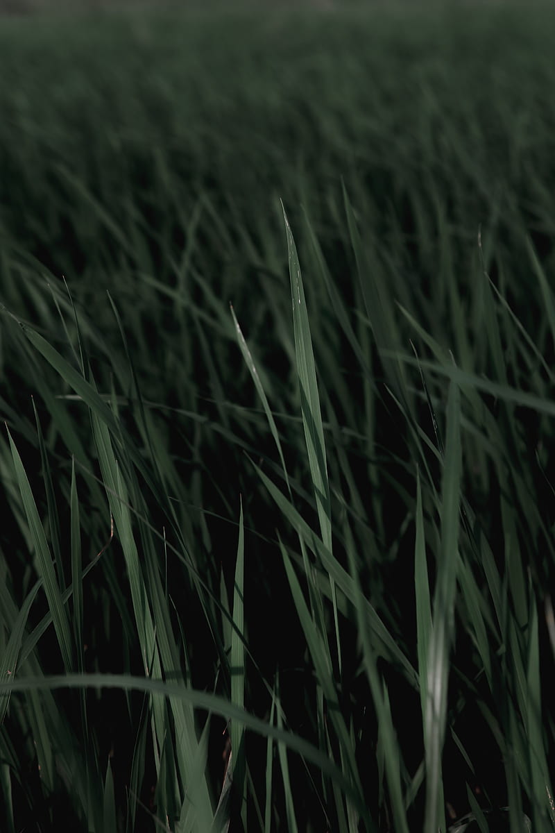 grass, macro, plants, leaves, HD phone wallpaper