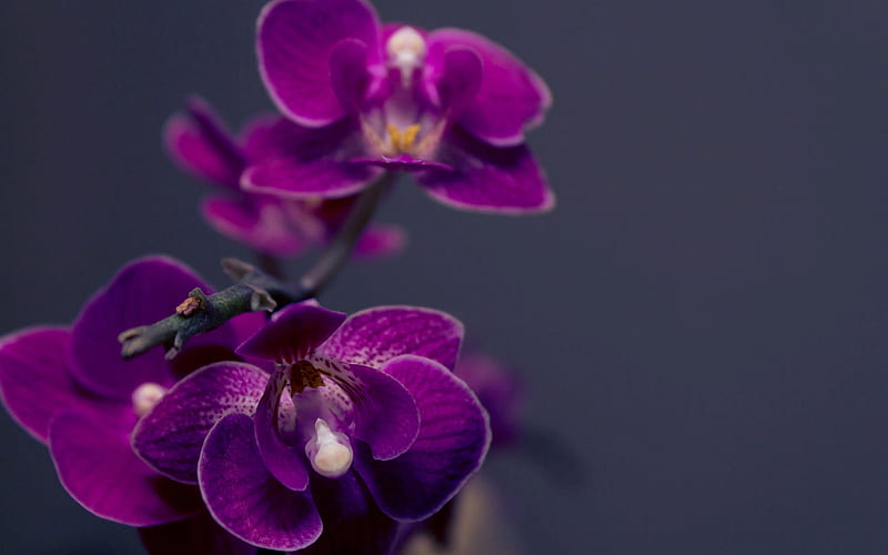 purple orchid, branch, orchids, phalaenopsis, HD wallpaper