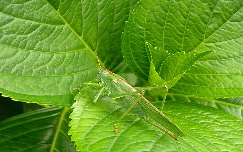 *** Grasshopper on a leaf ***, grasshopper, color, green, leaf, HD wallpaper