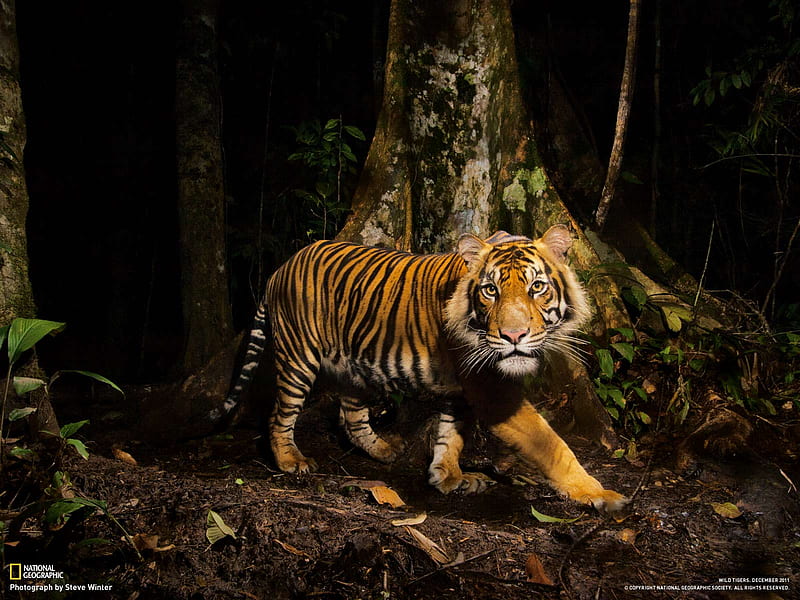 TIGERR, forest, nature, stalking, tiger, HD wallpaper