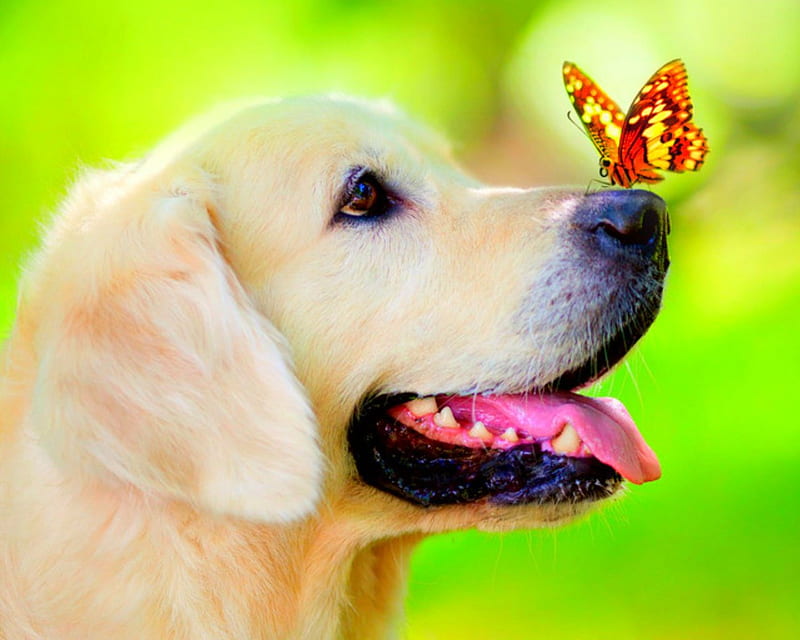Cute dog, cute, butterfly, animals, dog, HD wallpaper | Peakpx