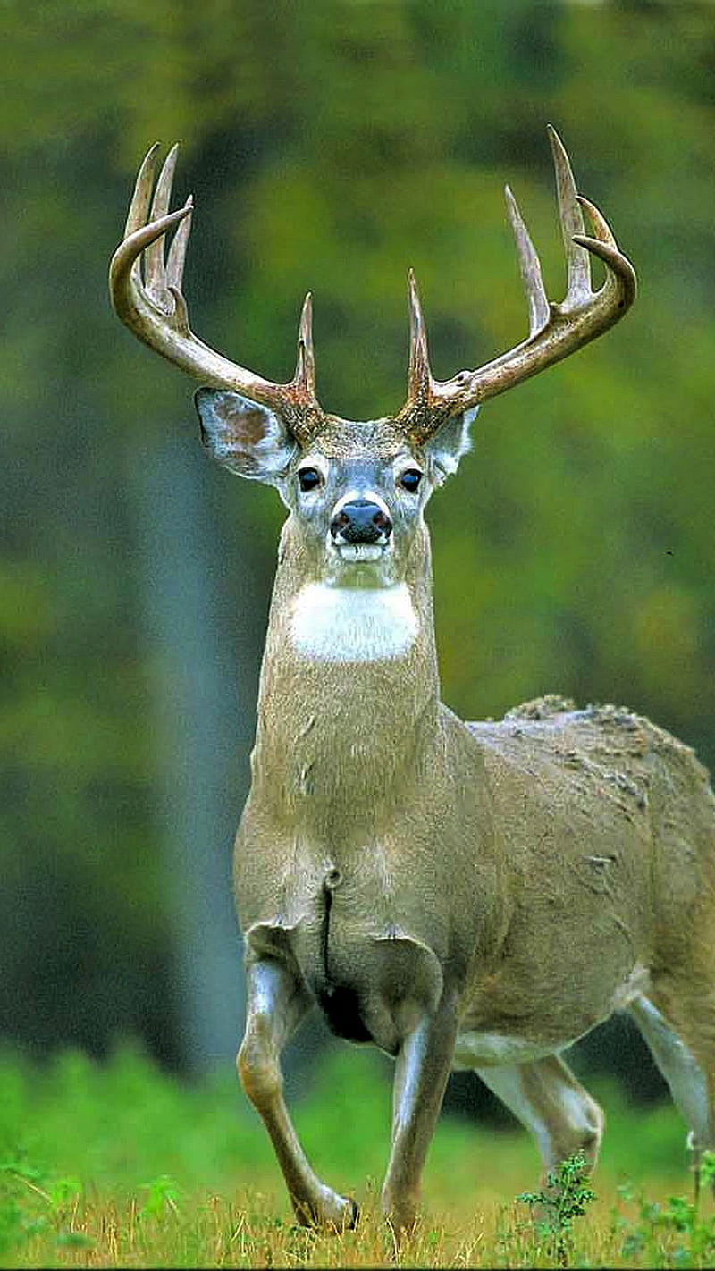 Deer, white-tailed, HD phone wallpaper