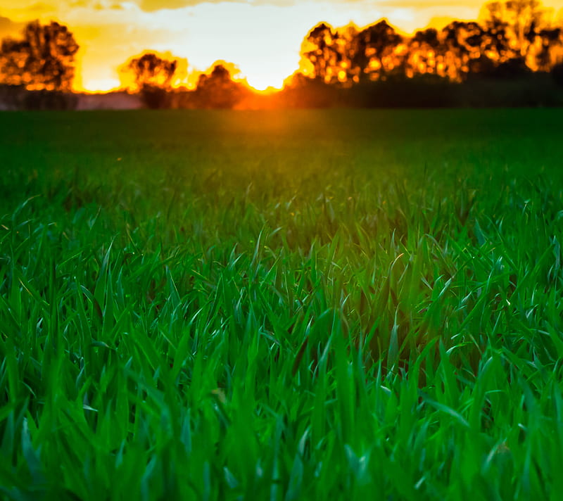 Sunset Grass, abstract, field, grass, landscape, nature, sun, sunset, HD wallpaper