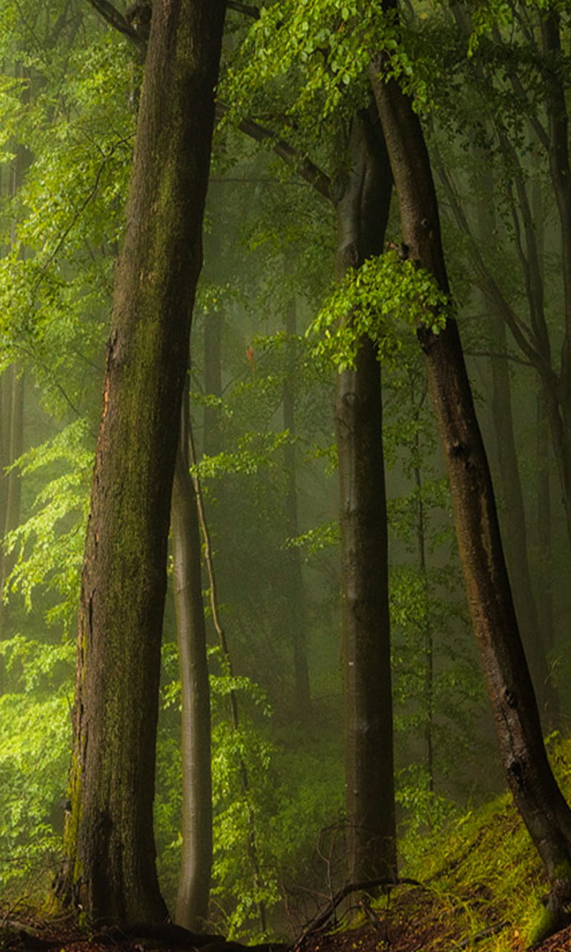 Forest, dense, HD phone wallpaper