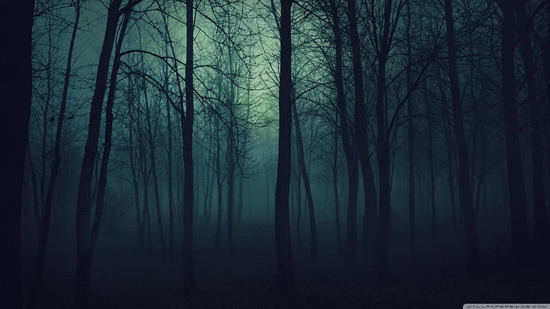 Dark forest, forest, 1366x768, dark, HD wallpaper