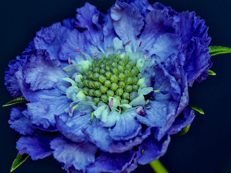 Beautiful Flower, flower, lovely, scabiosa, blue, HD wallpaper