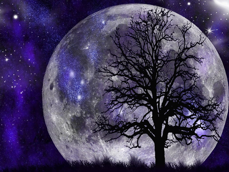 Twilight, stars, tree, moon, night sky, sky, night, HD wallpaper | Peakpx