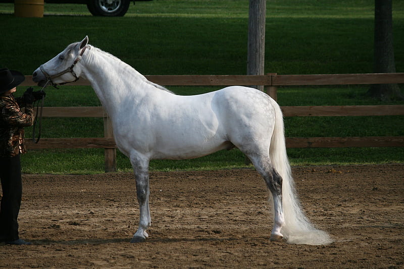 Pretty Boy!!!!, stallion, breed, horse, gaited, HD wallpaper