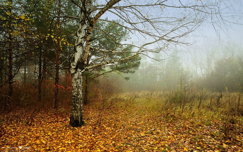 Autumn Mist, forest, leaves, birch, trees, fog, HD wallpaper