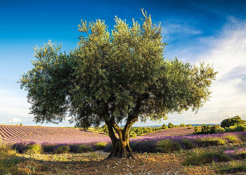 Olives Tree in Provence. France, lavender, clouds, sky, field, HD wallpaper