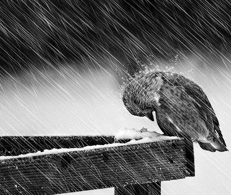 Winter Bird, cold, nature, rain, snow, weather, wind, winter animal, HD wallpaper