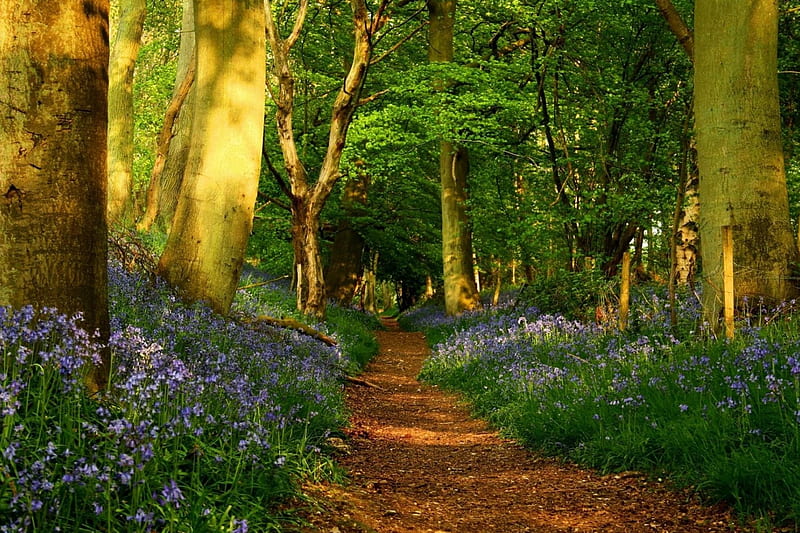 A path through the forest, grass, trees, green, wild, flowers, path, beauty, nature, light, HD wallpaper