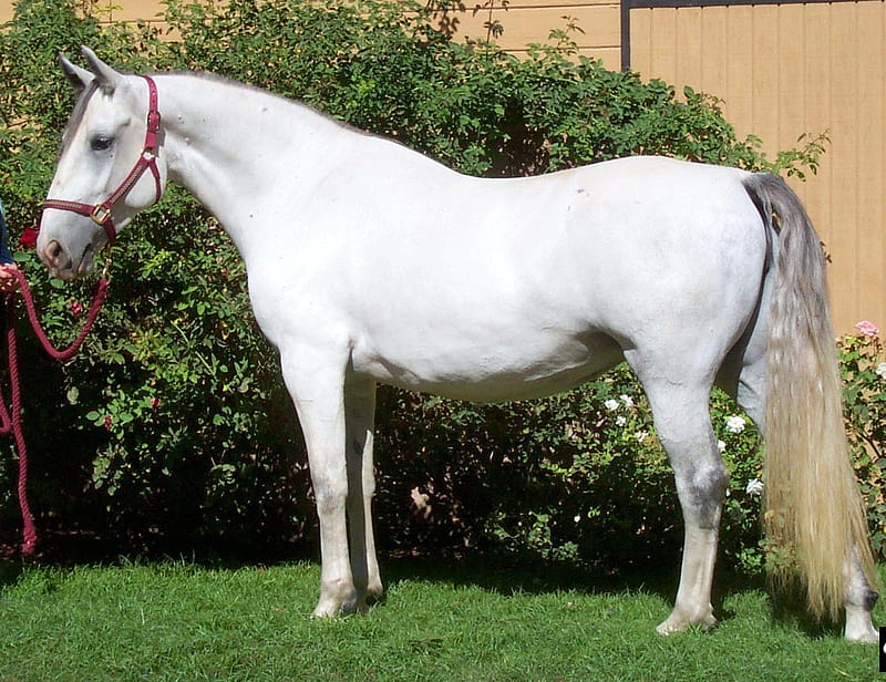 pure breed spanish horse, horse, HD wallpaper