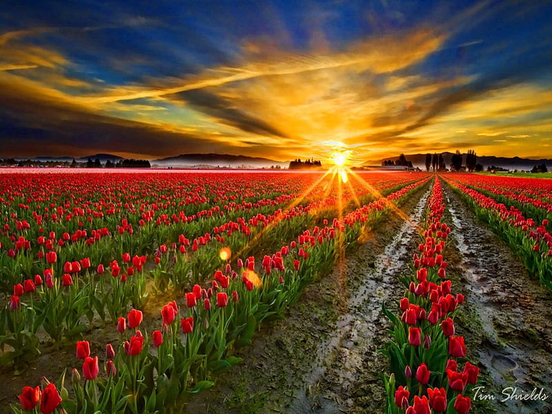 Tulips basking in the rays of the sunrise, red, pretty, sun, lovely, bonito, sky, clouds, basking, nice, rays, summer, nature, sunrise, rows, HD wallpaper