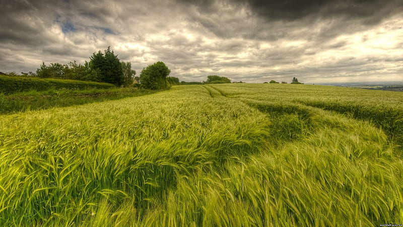 tracks through a wheat field, fields, trees, clouds, wheat, HD wallpaper