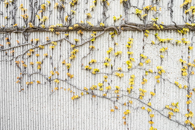 yellow flowers crawling on white wall, HD wallpaper