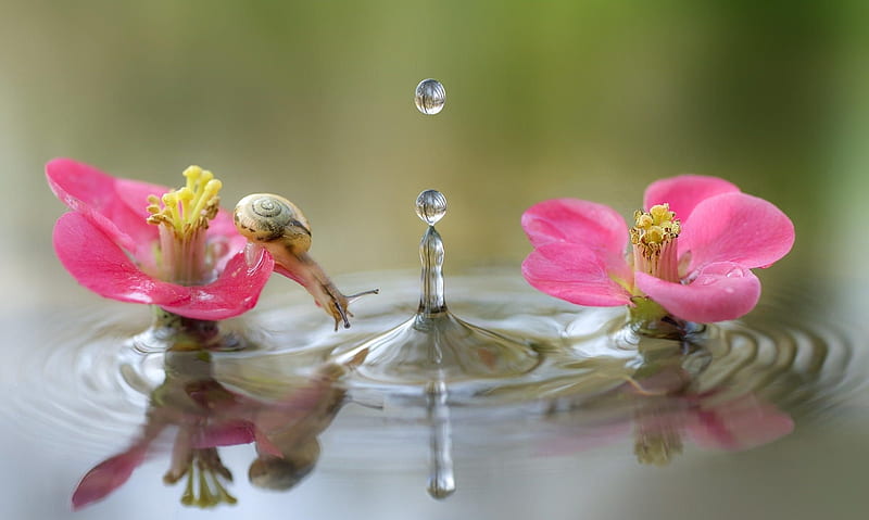 snail, water drop, splash, water, roberto aldrovandi, macro, flower, summer, pink, HD wallpaper