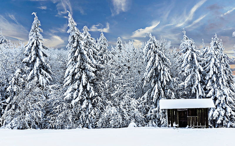 winter, snow-covered trees, forest, drifts, hut, beautiful nature, winter forest, HD wallpaper