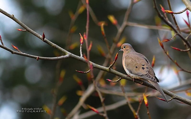 Mourning dove, spring, abstract, graphy, bird, dove, nature, animals, HD wallpaper