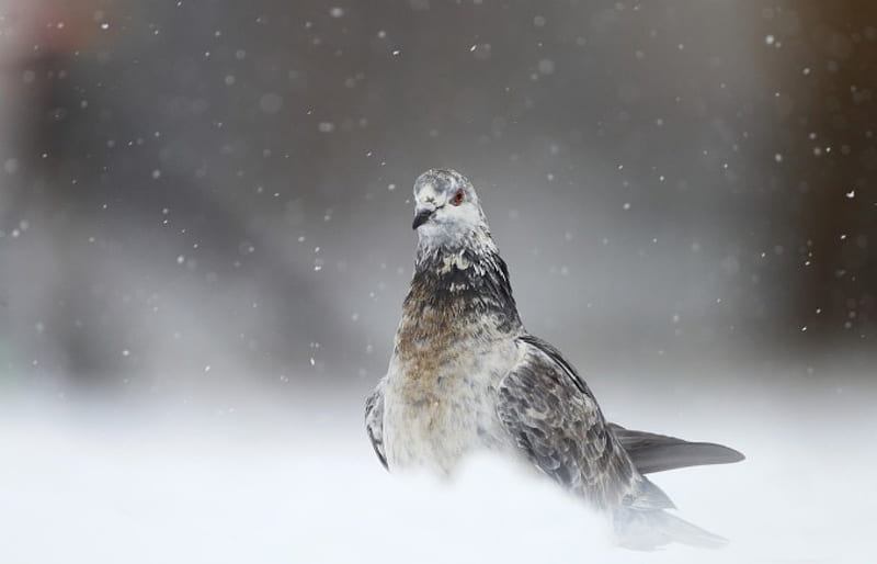 Pigeon, bird, snow, animal, HD wallpaper