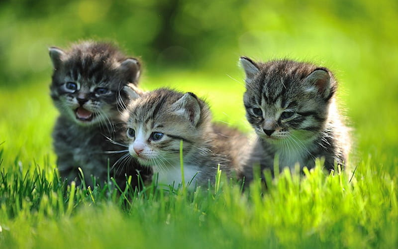 Beautiful Kittens for Carmen (carmenmbonilla), cute, gray, grass, kittens, black, three, bonito, HD wallpaper