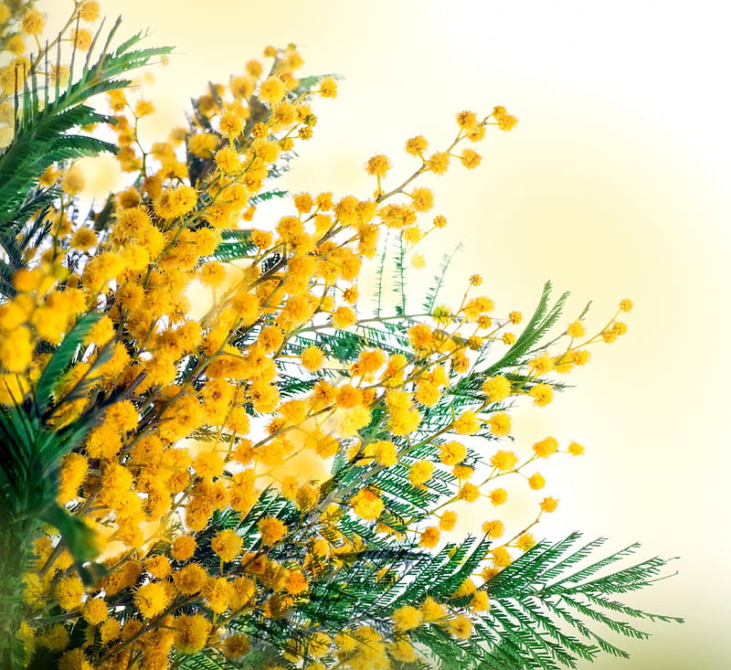 Mimosa, yellow, flowers, spring, HD wallpaper