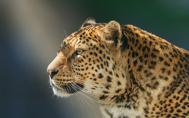 Leopard, close-up, wildlife, predators, Panthera pardus, HD wallpaper
