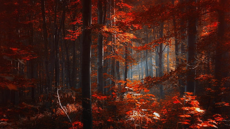 Red Forest, forest, autumn, leaves, trees, HD wallpaper | Peakpx