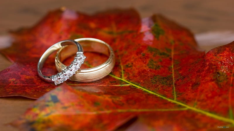 Romantic Valentines Day rings 12, HD wallpaper