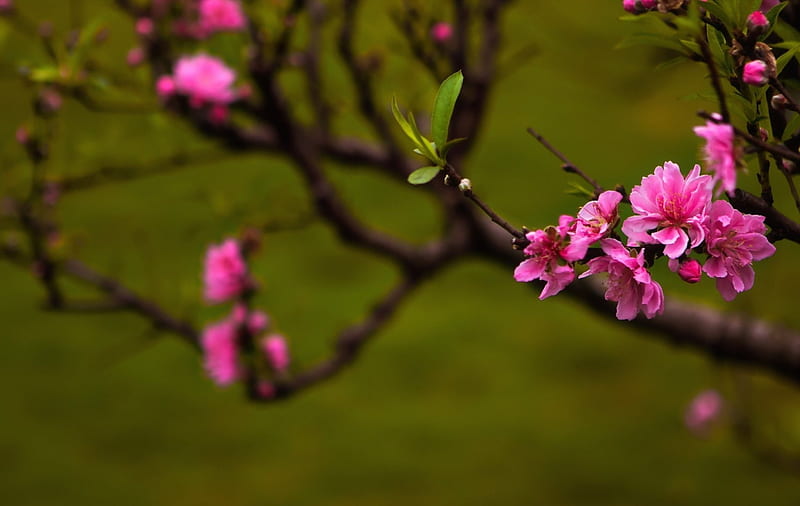 Peach blossom, green, flower, spring, branch, pink, HD wallpaper