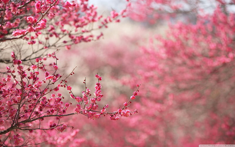 Cherry blossom, bonito, flowers, flower, flowers, peach, romance, tree, vintage, HD wallpaper