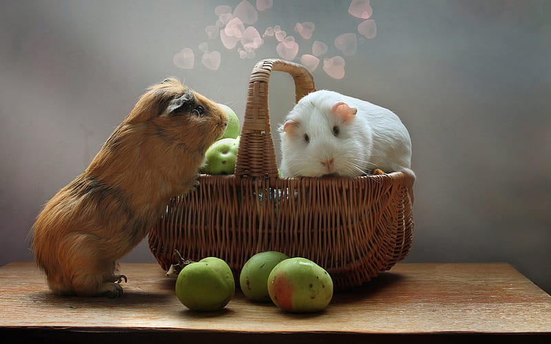 guinea pigs, basket, cute little rodents, white guinea pig, pets, HD wallpaper