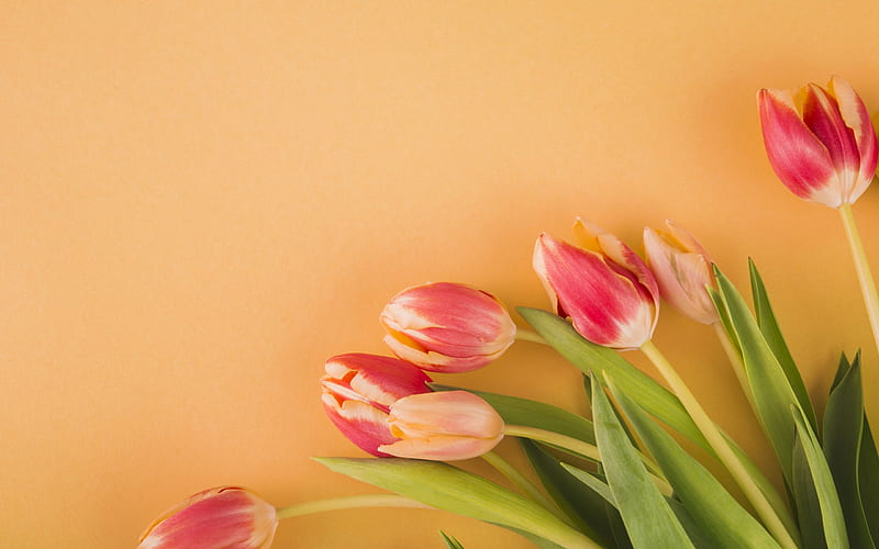 pink tulips, spring flowers, spring, orange background, tulips, HD wallpaper