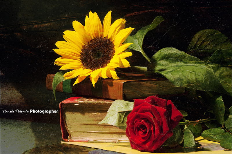 rose and sunflower, red rose, old books, still life, sunflower, HD wallpaper