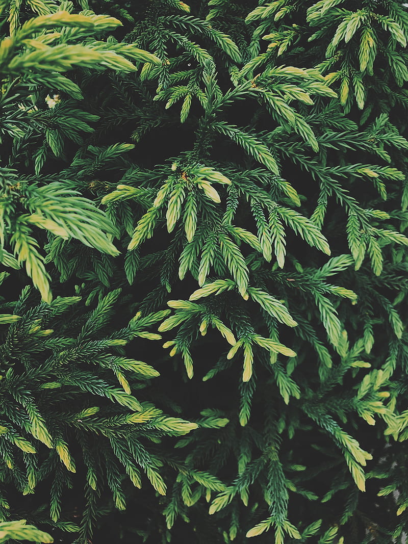 tree, conifer, green, plant, evergreen, HD phone wallpaper