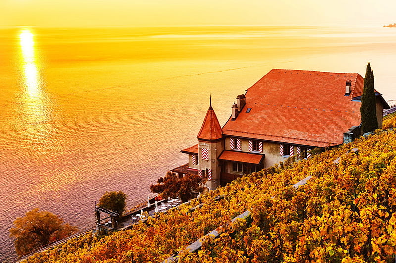 Vineyard terraces at Lake Geneva in autumn, sunrise, sunset, terrace, lake, fall, sun, autumn, view, golden, vineyard, bonito, Geneva, reflection, HD wallpaper