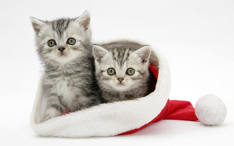 Christmas kitties, grey tiger, little, santas hat, sittings, bonito, 2 kitties, HD wallpaper