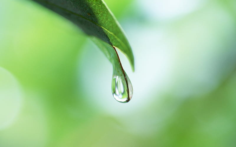 24 Soft Focus green leaves-Drop of water on leaf, HD wallpaper