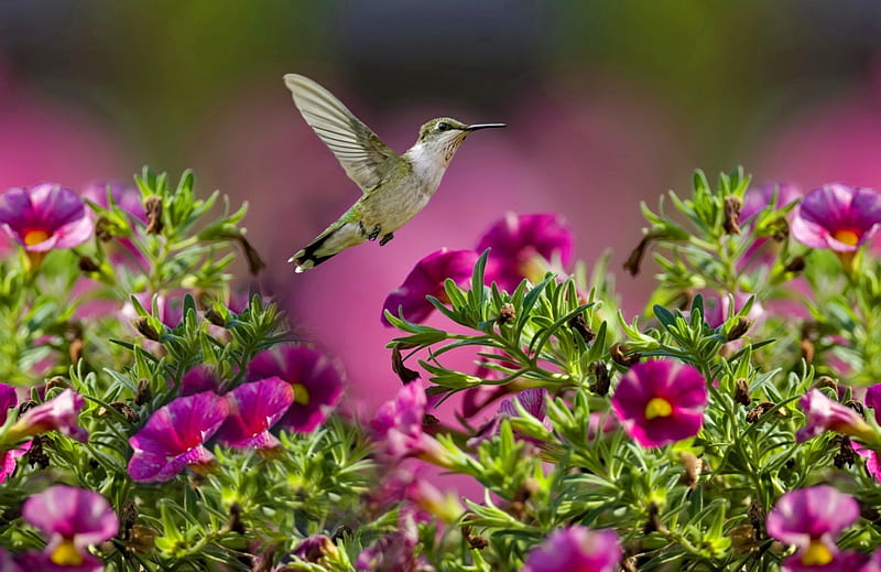 The flight of the hummingbird, birs, colorful, flight, hummingbird, small, freshness, sweet, cute, flying, flowers, HD wallpaper