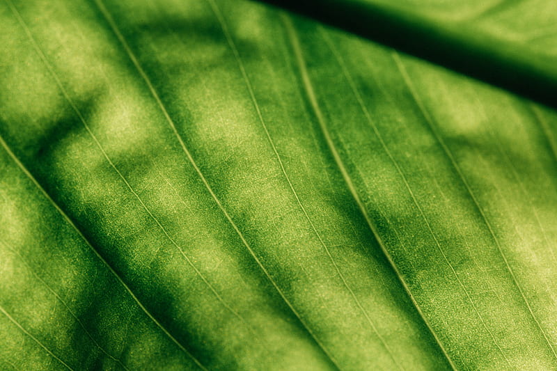 leaf, surface, macro, green, veins, HD wallpaper