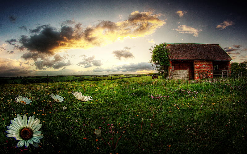 Field Of Flowers, pretty, colorful, house, grass, bonito, sunset, clouds, splendor, green, wildflowers, flowers, beauty, abandoned, lovely, white flowers, view, houses, colors, spring, sky, daisies, peaceful, abandoned house, nature, daisy, field, landscape, HD wallpaper