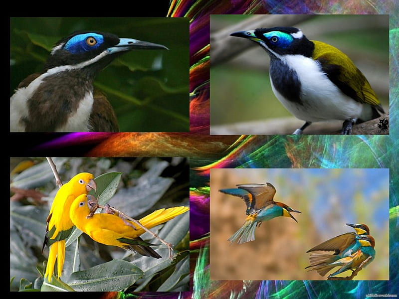 Small birds, honeyeaters, birds, humming bird, creation, parrots, HD wallpaper